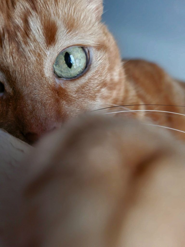 gatos
