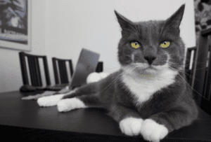 panleucopenia felina
