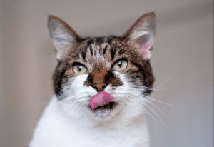 gato agua