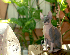 gato esfinge