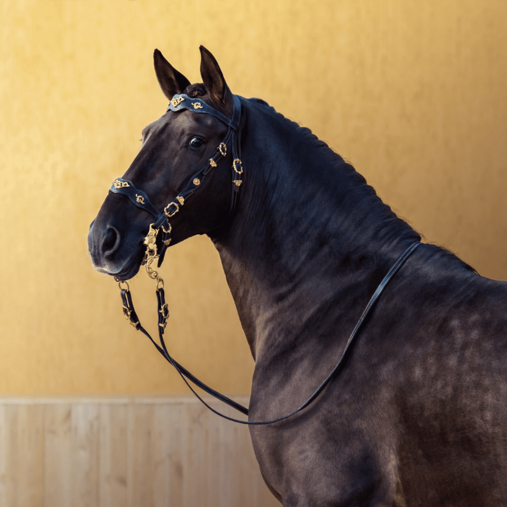 caballos - muermo equino