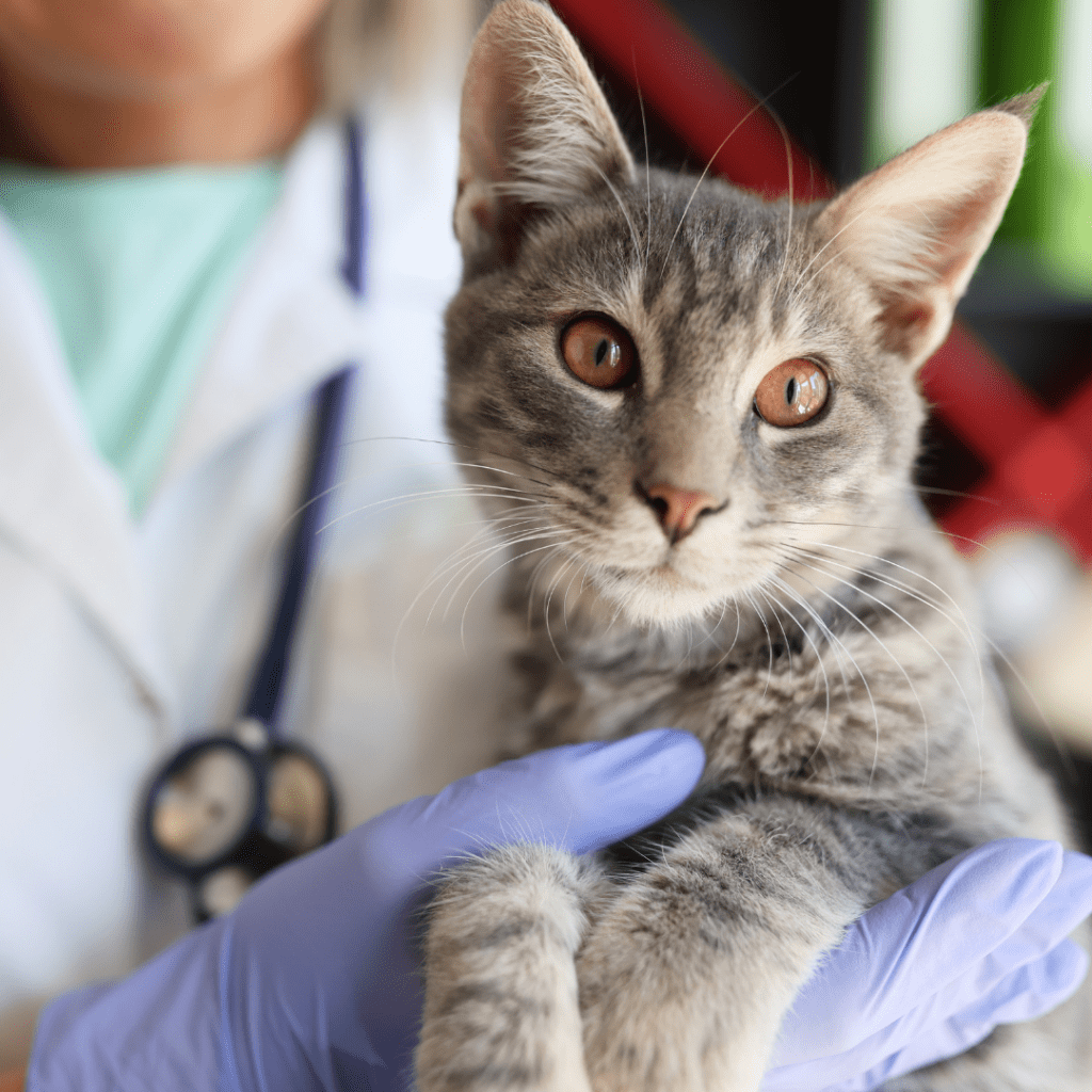 Calicivirus Felino: Síntomas, prevención y tratamiento