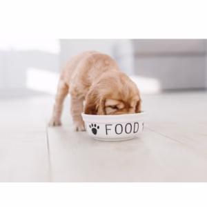 alimentación en cachorros - dieta blanda