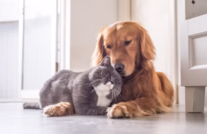 analíticas de mascotas