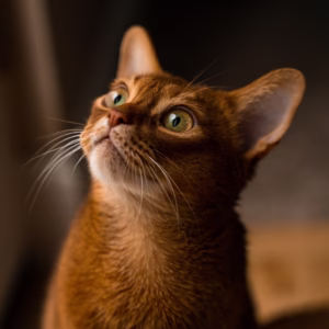 gato abisinio