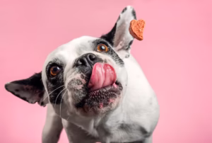 comedero lento para tu perro