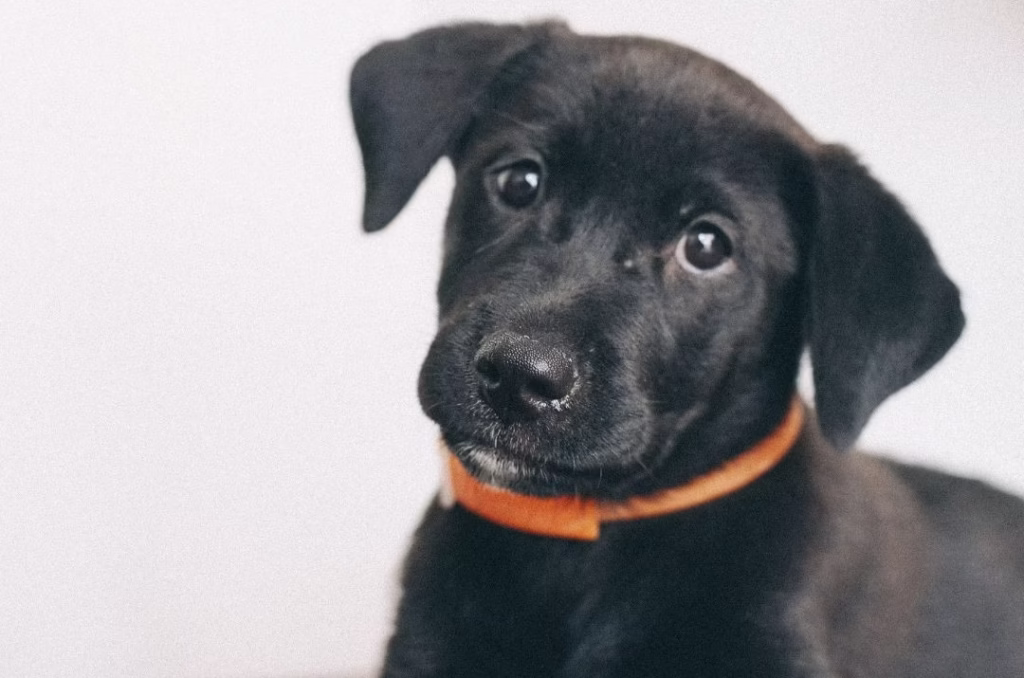 collares antiparasitarios para perros
