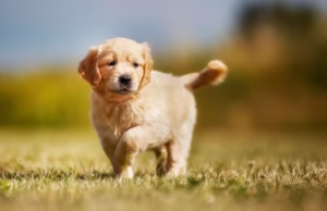 Golden Retriever