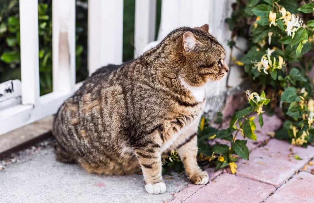 obesidad en gatos
