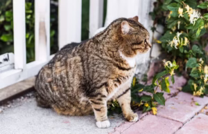 obesidad en gatos