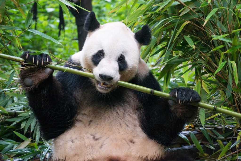 oso panda
