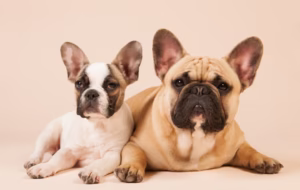 perros braquicefálicos