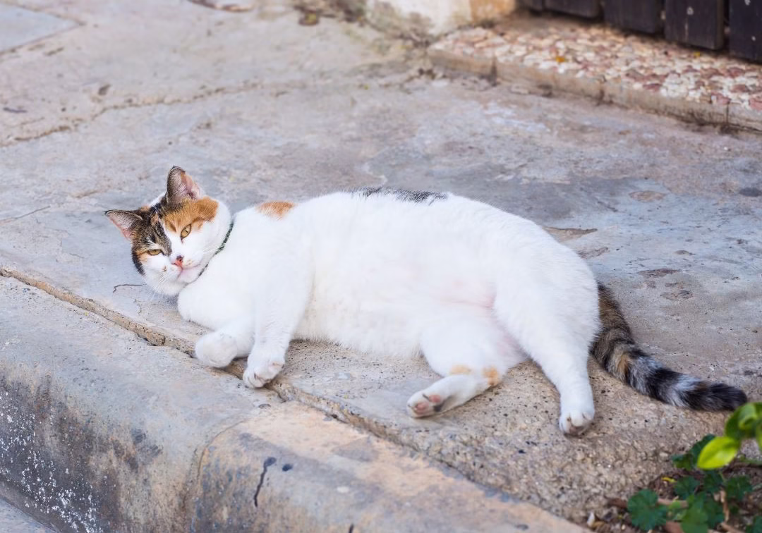 obesidad en gatos