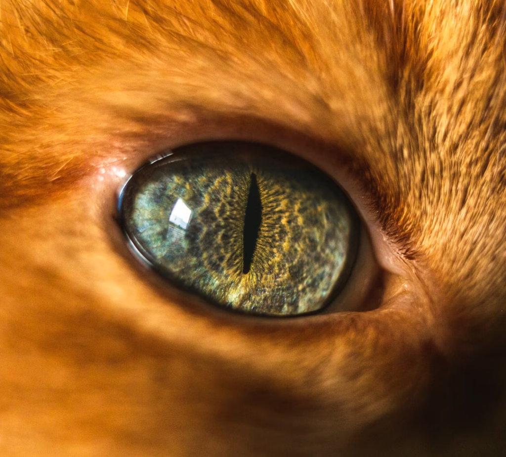 problemas oculares en gatos