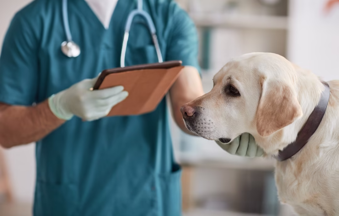 tos de las perreras - hepatitis canina
