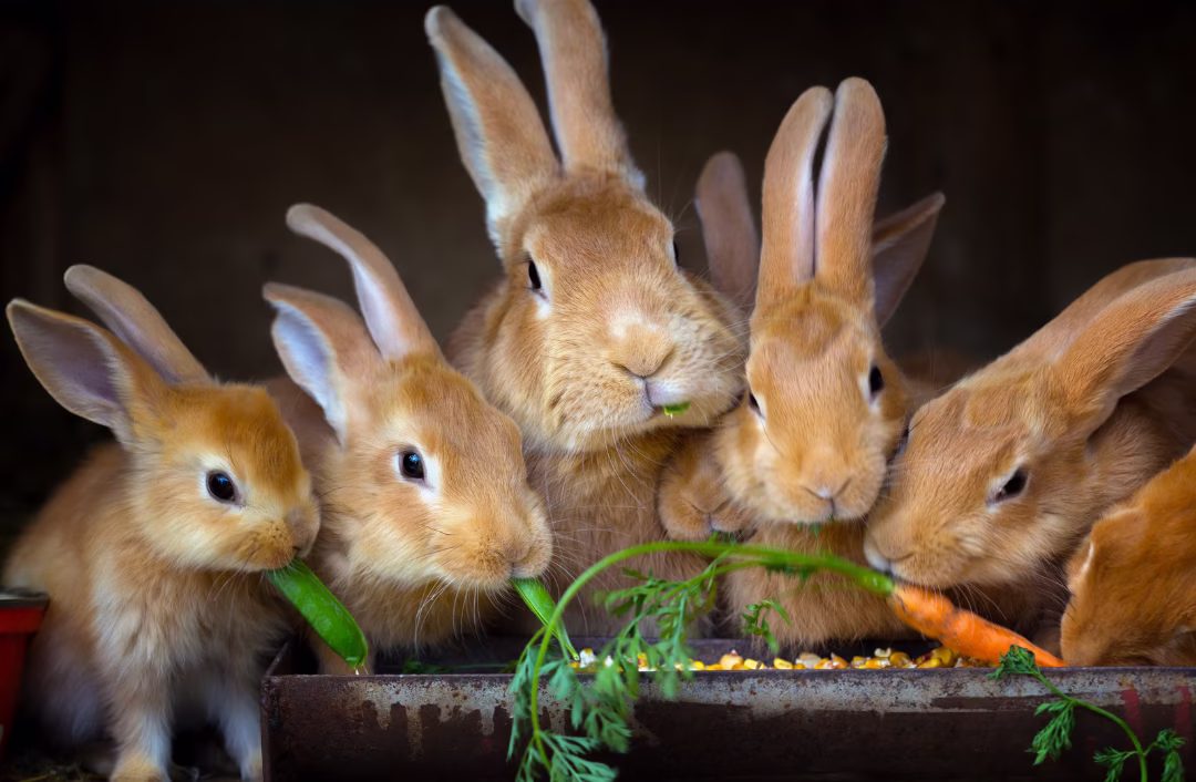 Los conejos necesitan compañia
