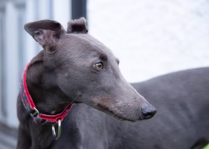 galgo