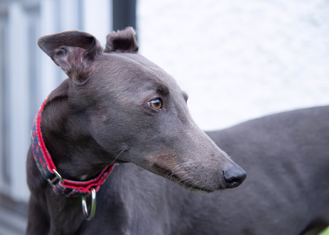 galgo
