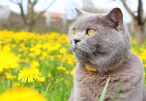 collares antipulgas para gatos