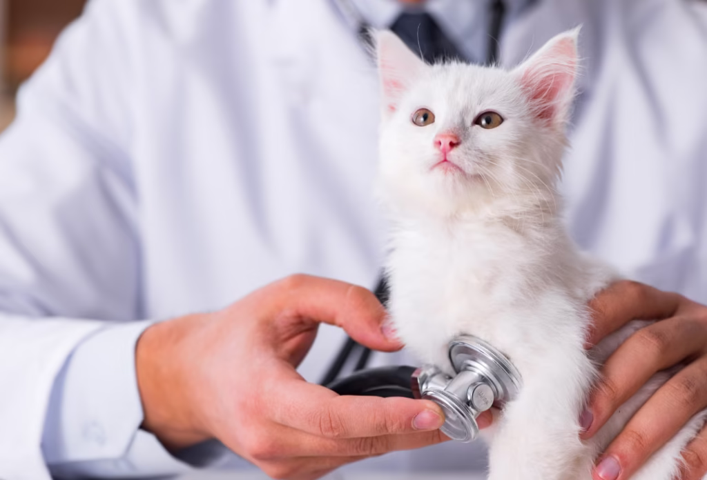 hepatitis en gatos