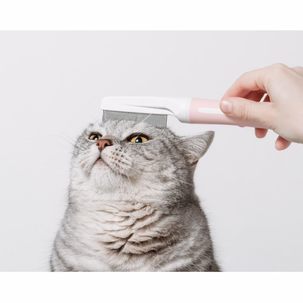 deslanado en gatos