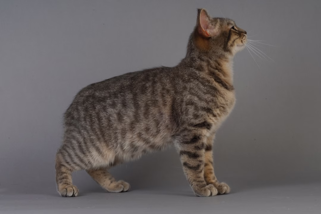 razas de gatos Manx