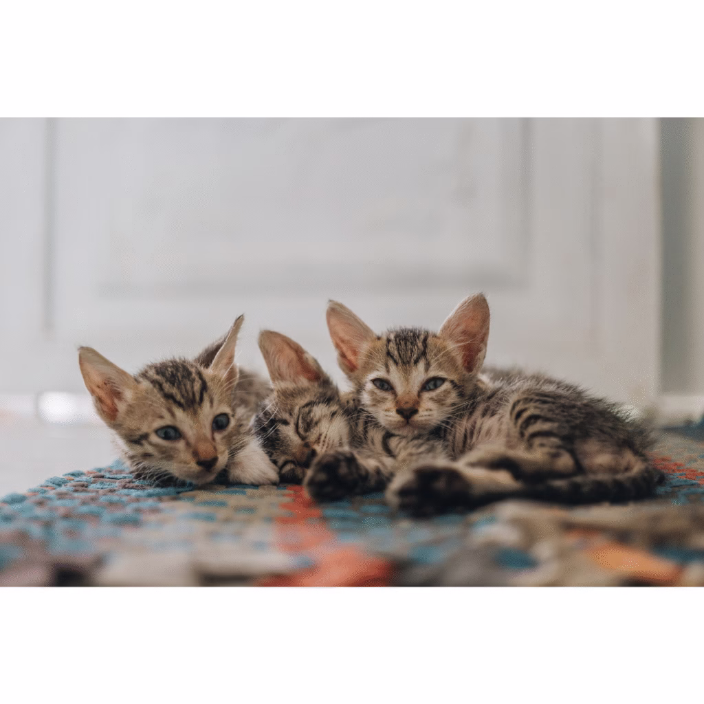 El Sokoke razas de gatos