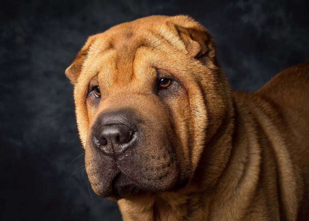 razas de perros Shar Pei