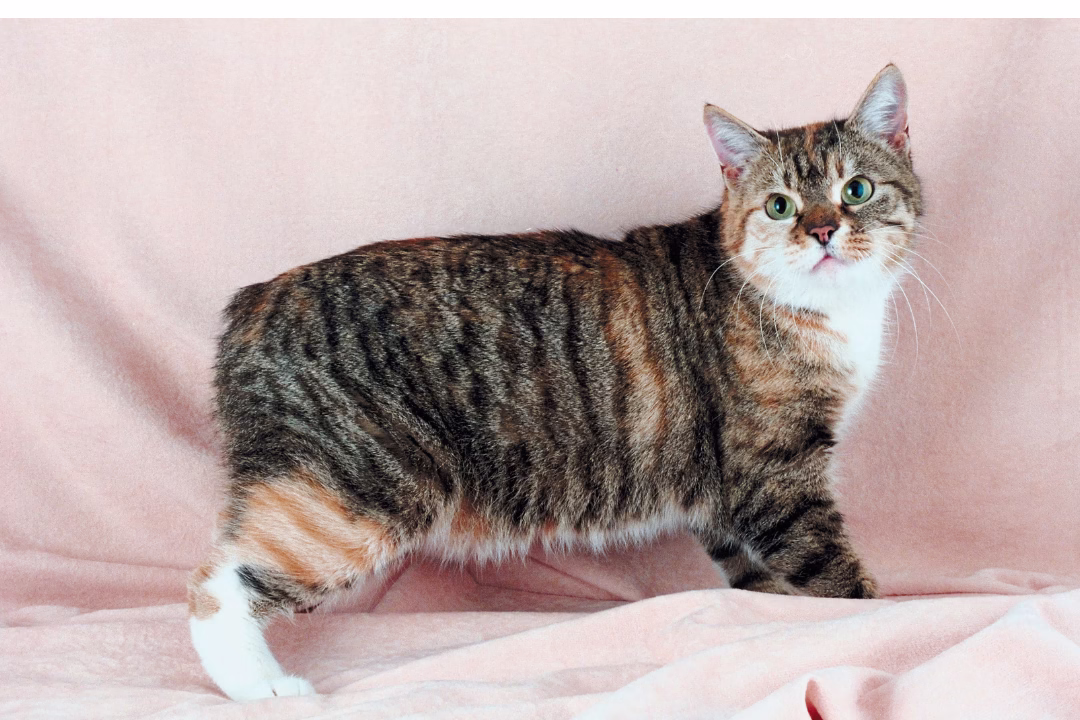 razas de gatos Manx