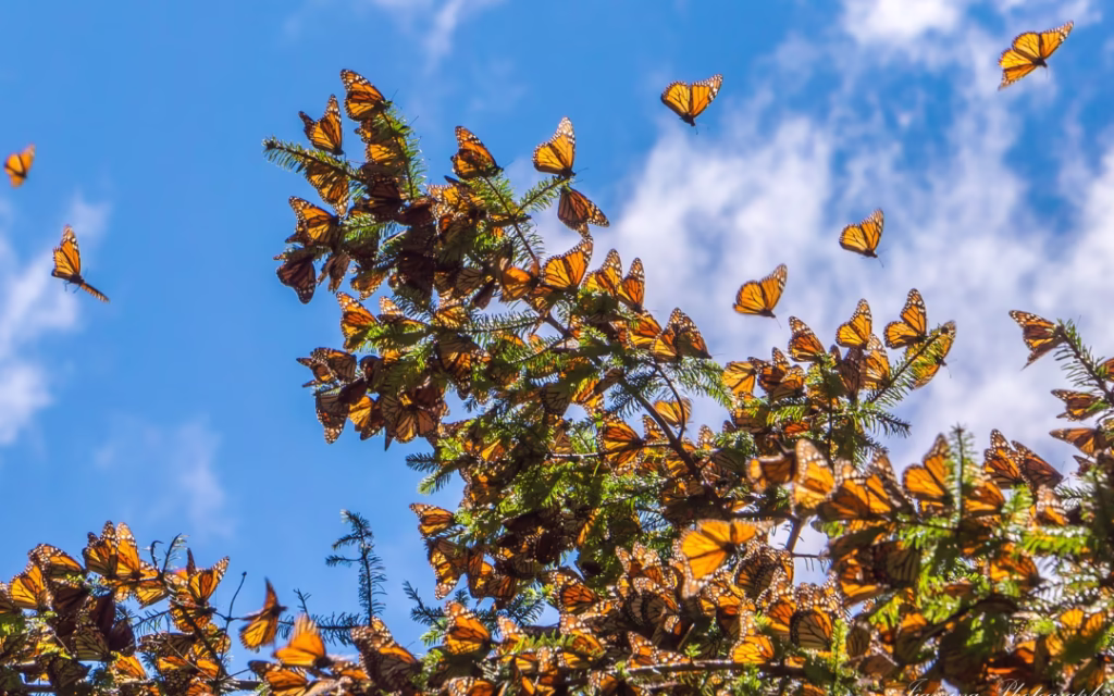mariposa monarca