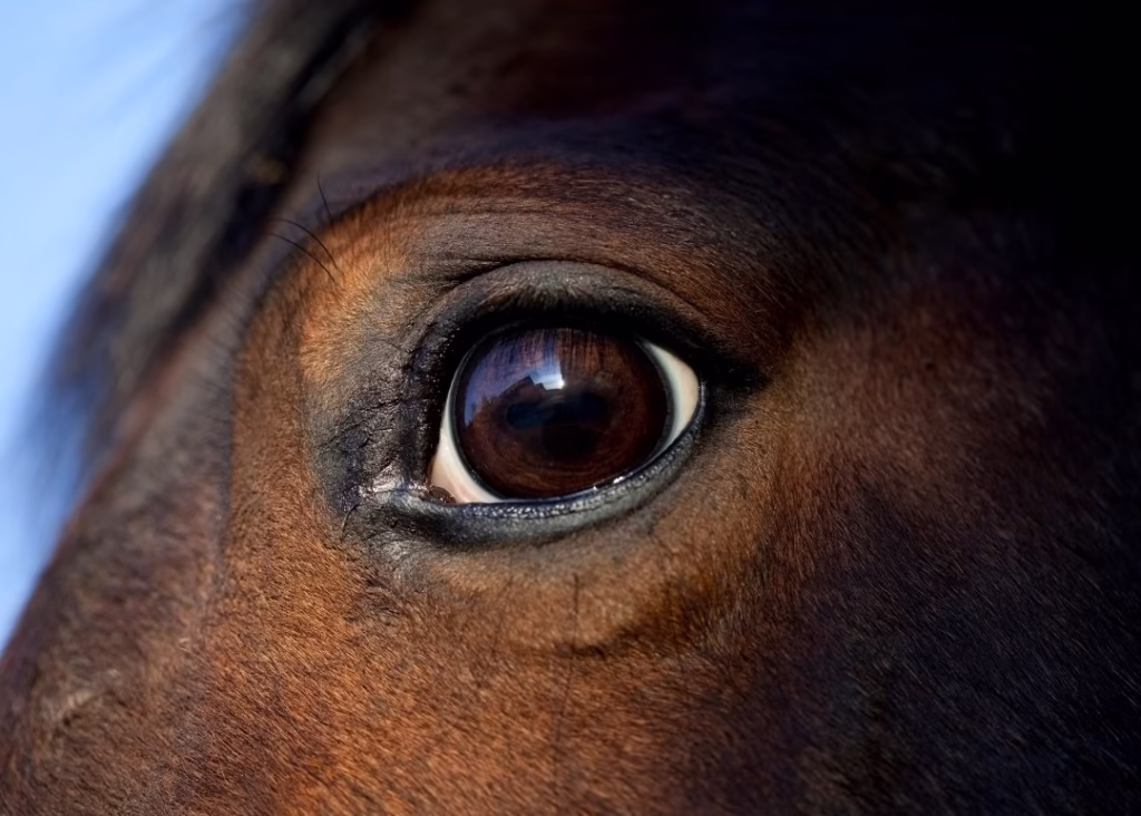 conjuntivitis en caballos