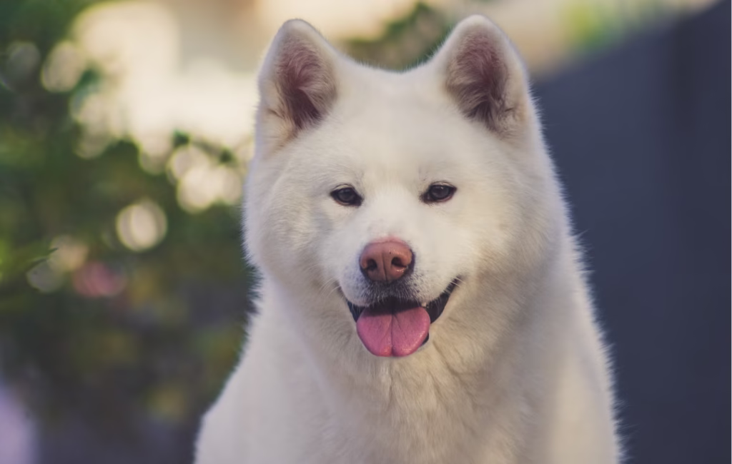 Akita Inu - Razas de perros