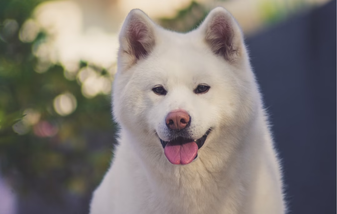 Akita Inu - Razas de perros