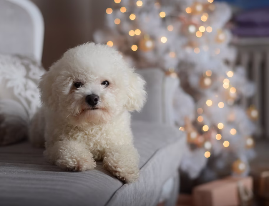 razas de perros hipoalergénicos