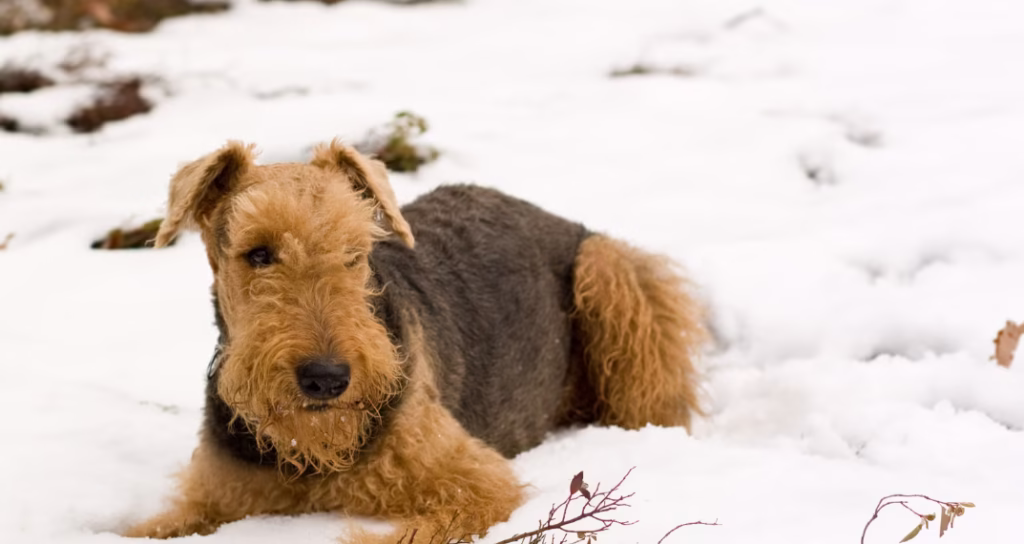 razas de perros hipoalergénicos
