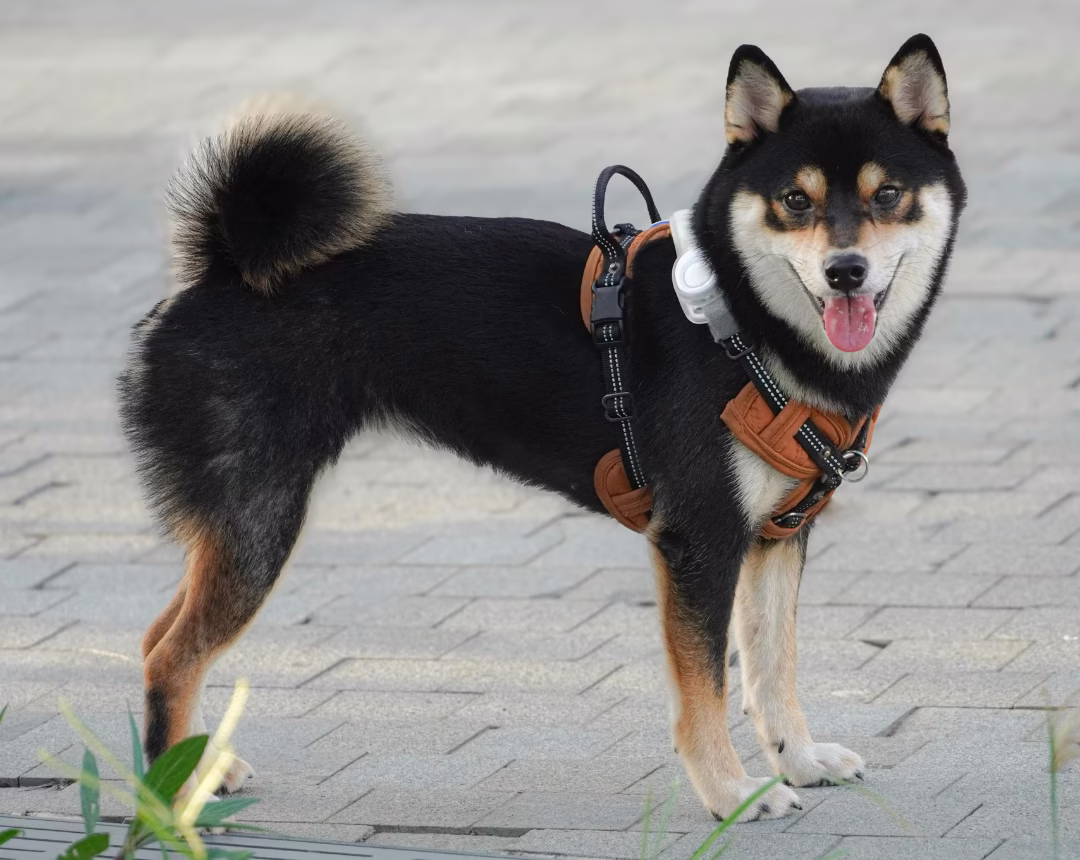 shiba inu