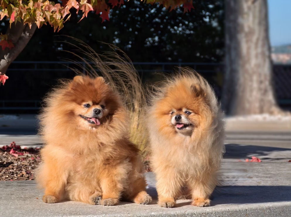 razas de perros pomerania