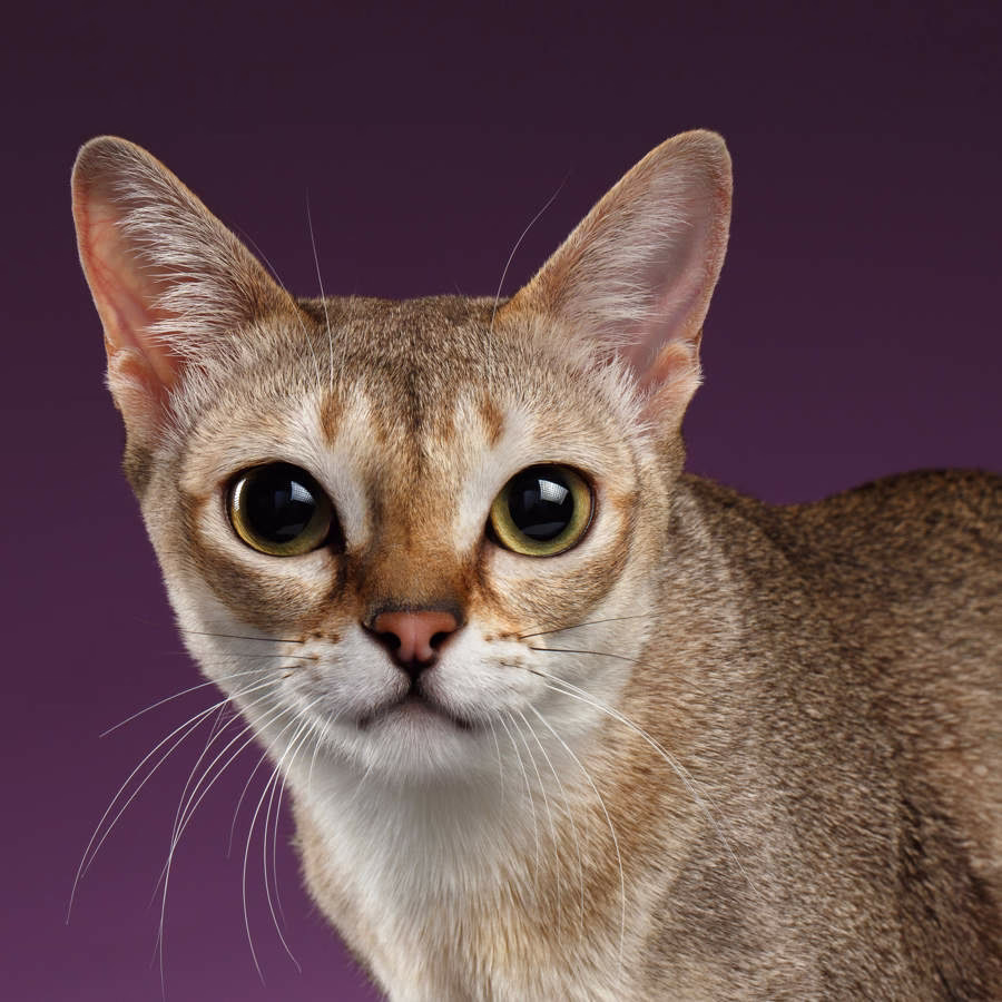 razas de gato singapura