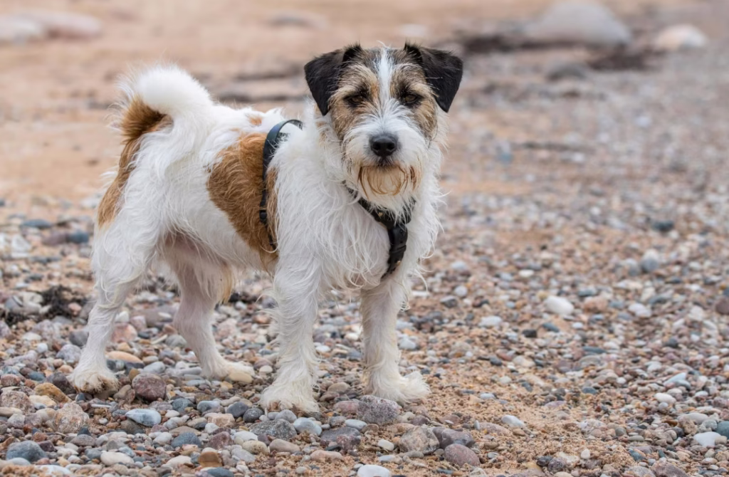 El terrier Jack Russell - razas de perros