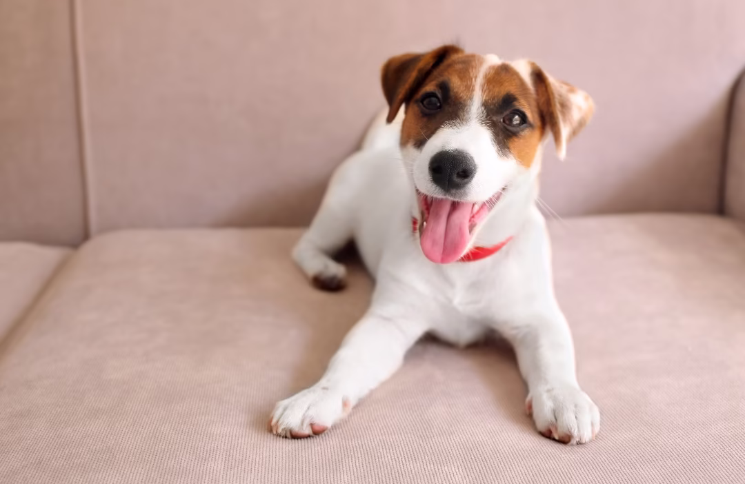 El terrier Jack Russell - razas de perros