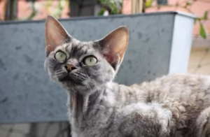 Devon Rex - razas de gatos