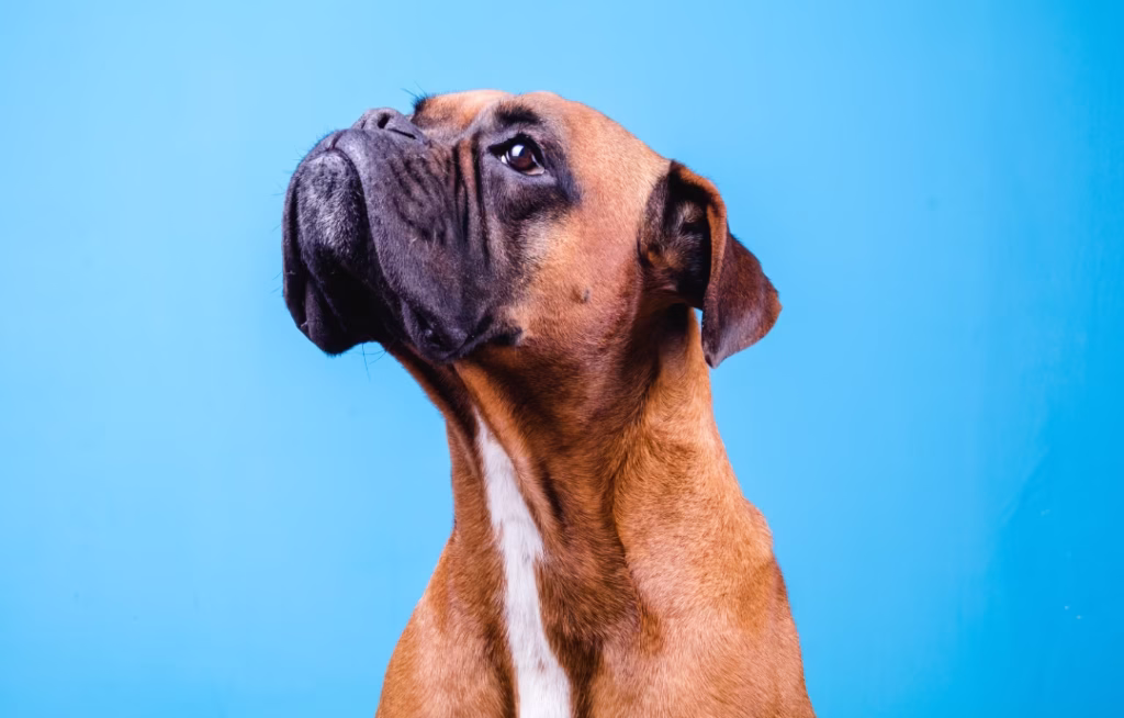 boxer raza de perros