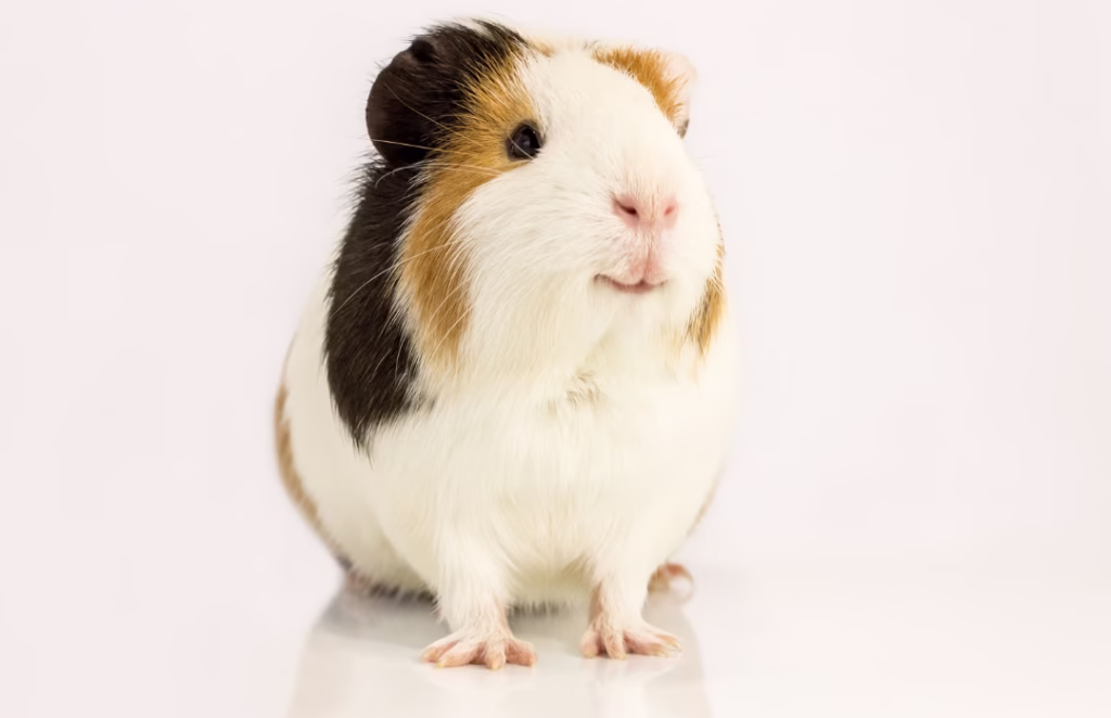 cobayas