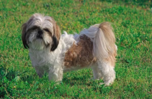 shih tzu - razas de perros