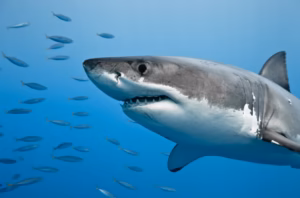 tiburones
